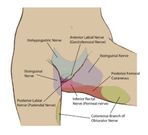 Nerve Entrapment – Pelvic Pain