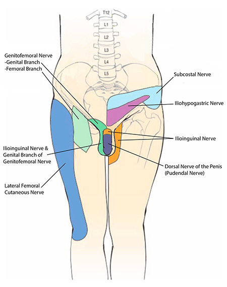 the Endometriosis clitoris in