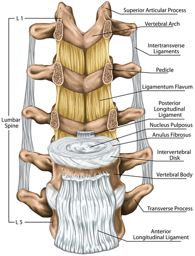 Anatomy Of Lower Back (Lumbar Spine) Pain - Spinomax