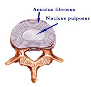 Intervertebral Discs Biology Diagrams