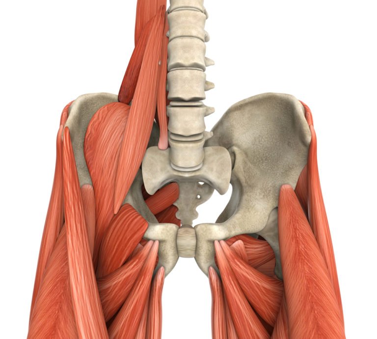 Ligaments, Tendons and Muscles - Ainsworth Institute