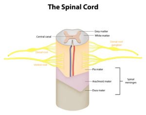 Spinal Cord Anatomy v2, neck pain, neck pain treatments, pain doctor NYC, pain doctor New York City