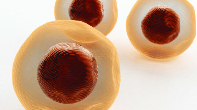 What Is Transdifferentiation?
