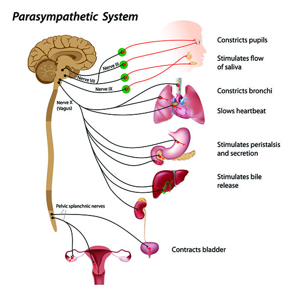 Sphenopalatine Ganglion Block - Ainsworth Institute