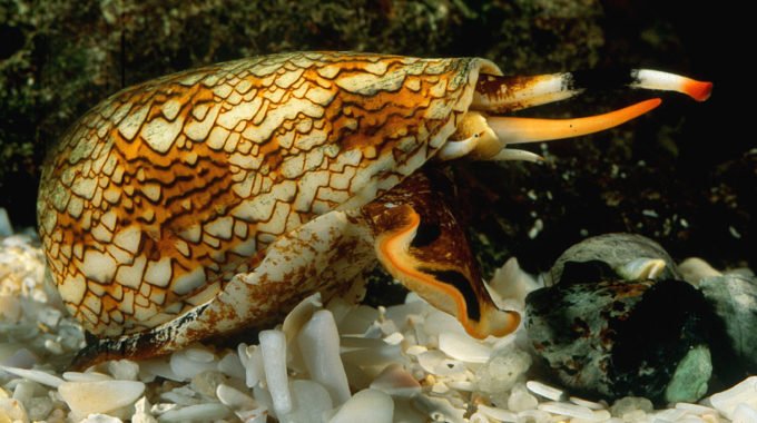Conus Magus - Ziconotide Prialt