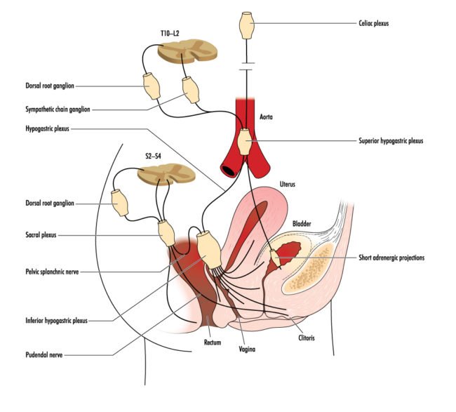 erectia nervului pudendal dimensiunea penisului feminin