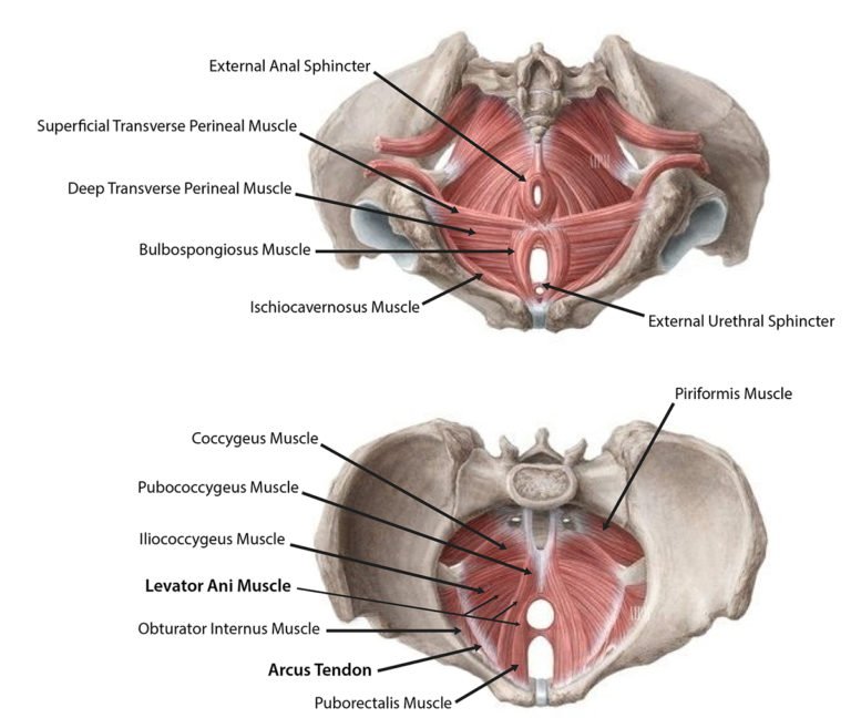 Levator Ani Syndrome Ainsworth Institute 6565